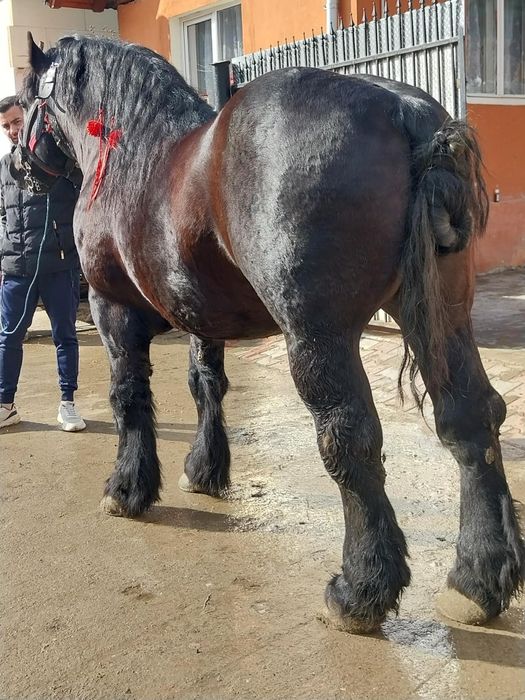 Armasar de monta ardenez