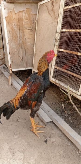 Urushqoq xo'rozlar bor