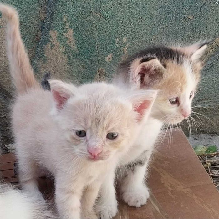 Малышам котятам нужен дом