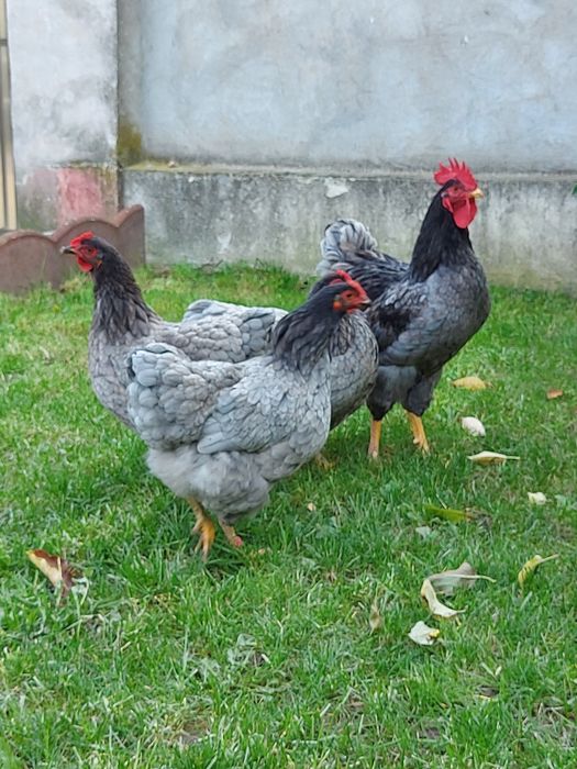 Ouă plymouth albastru și negru