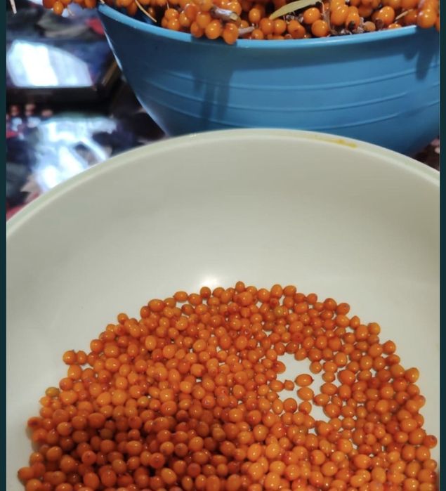 Облепиха теңіз шырғанағы