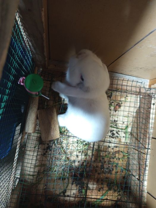 Продается Карликовый Кролик Самка