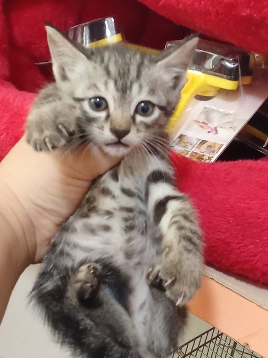 100 mingdan tanlab oliwga