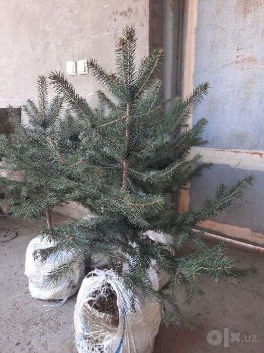 Продается  Голубая  ель