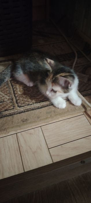 Отдам в хорошие руки котят.