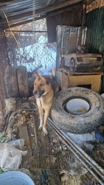 Отдам алабайчика в хорошие руки