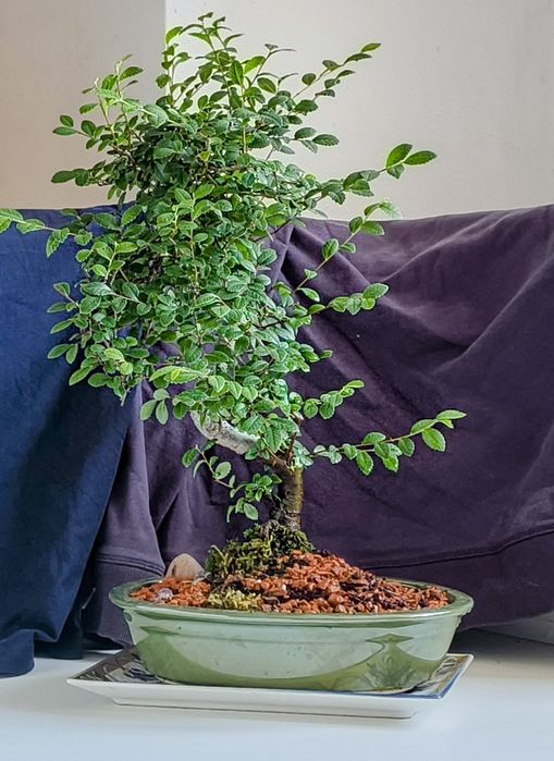 Ulm,bonsai Bonsai