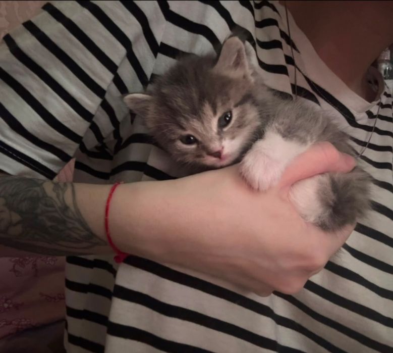 Котята пушистые, 6 штук