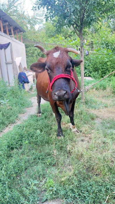 сиыр сатылады продам корова