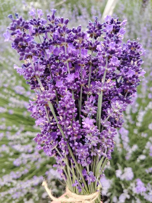 Lavandă proaspătă - ideală pentru florarii și aranjamente florale