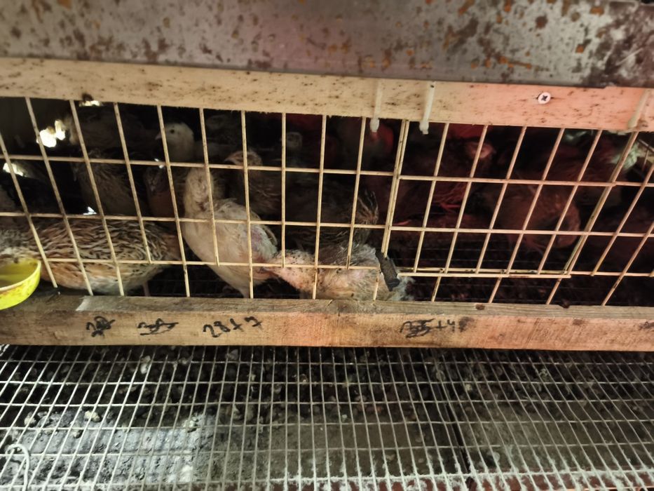 Пъдпъдъци Манджурски, Фараон