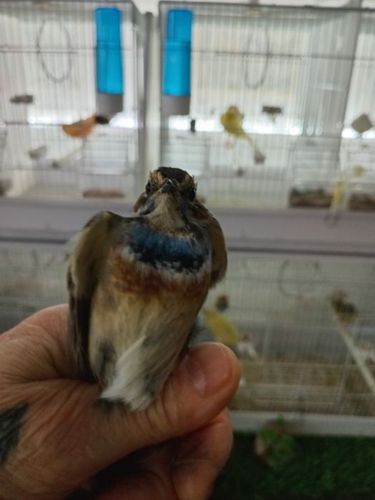 Птица ВАРАКУШКА, варакушка.