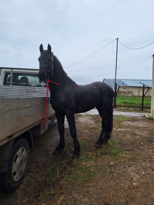 Armăsar frizian de 1 an și 10 luni