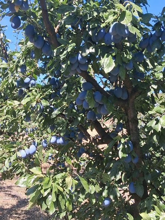Prune mari și dulci