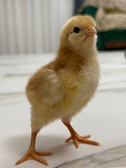 Хан хяп цыплята original (made in KOREA )