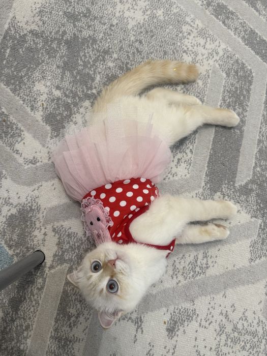 Кошка даром берем