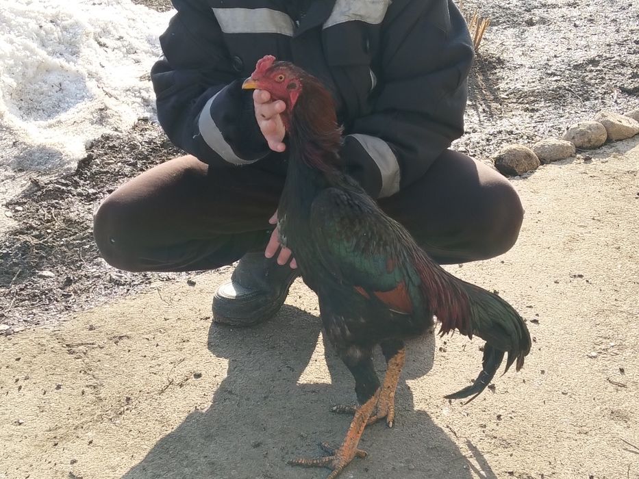 Продается июньский Джужик