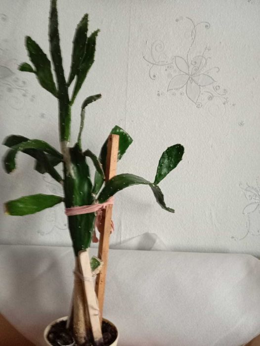 Продам цветы комнатные