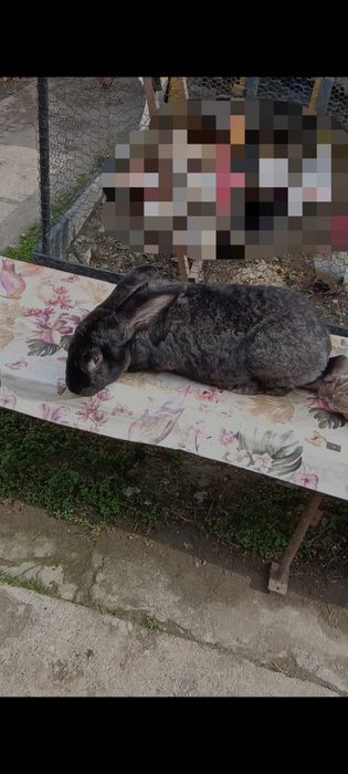 Femelă gestantă uriaș gri fier