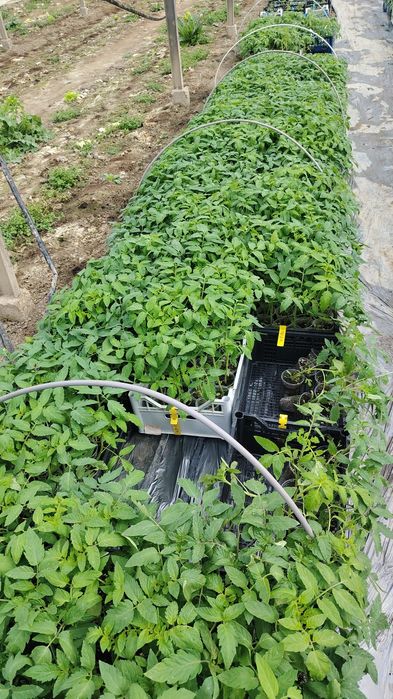 Разсад пикирани домати