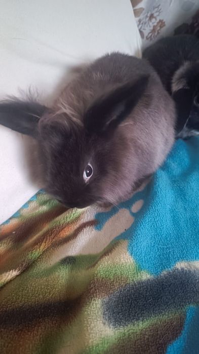 Продам карликовых кроликов