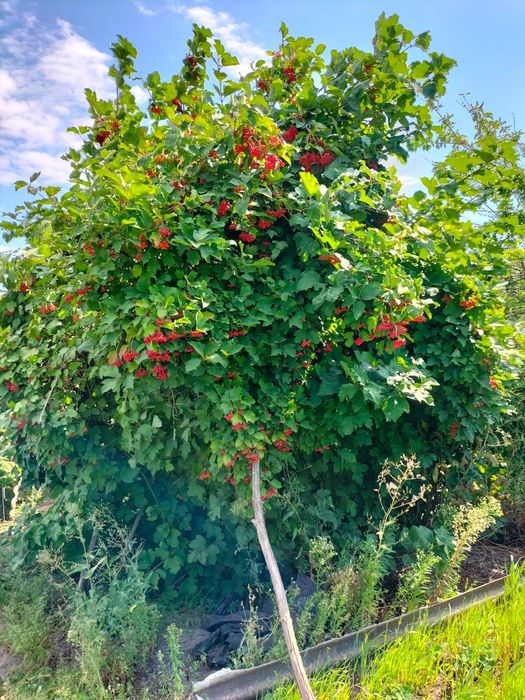 Продается дача районе кардиология