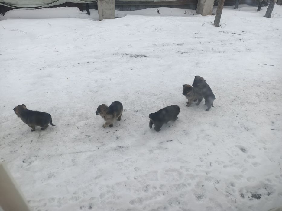 Щенки Бодрые красивые