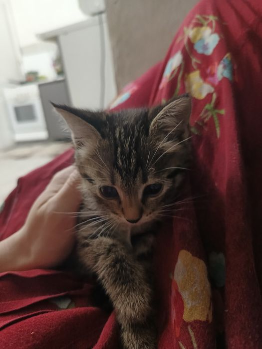 Котята бесплатно