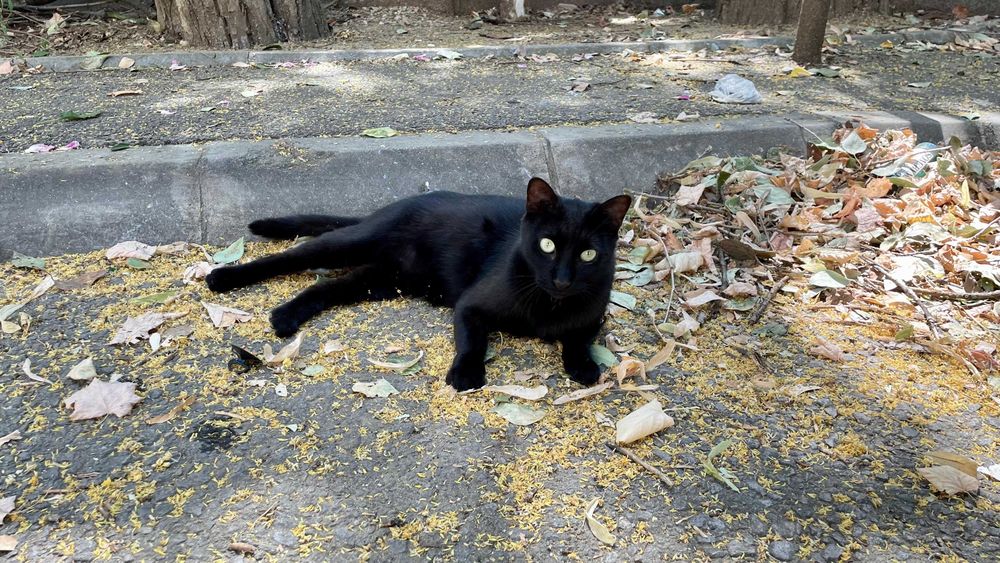 Cici, pisicuta de 2 ani jumatate, sterilizata