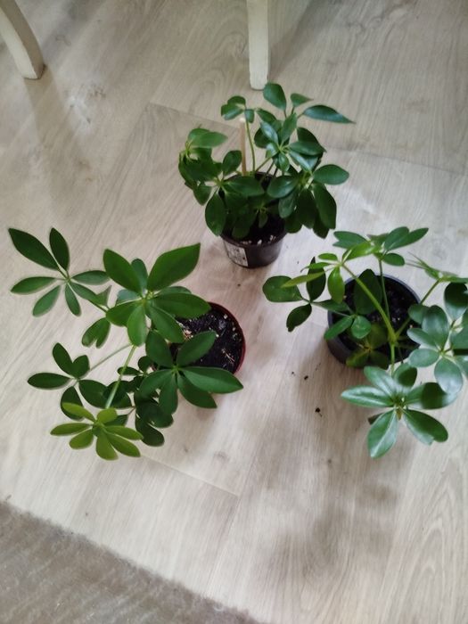 Комнатные цветы разные