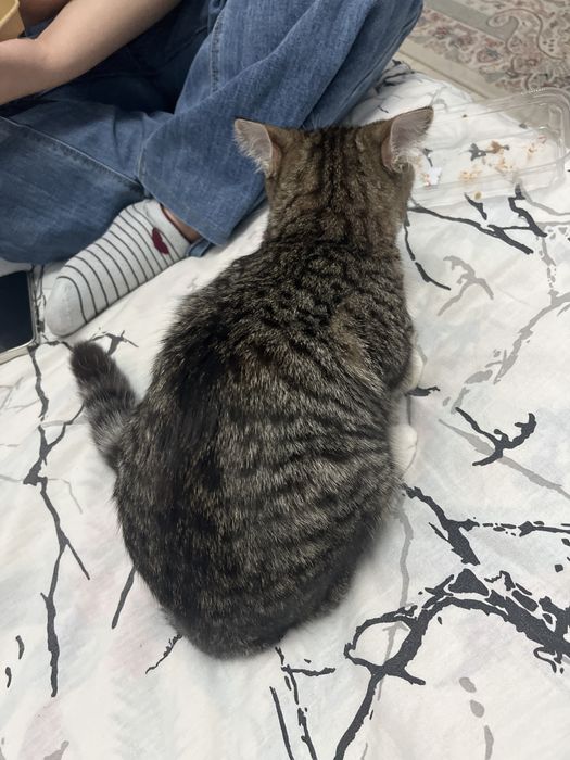 Мысық, котик 8 айлық срочно !!!