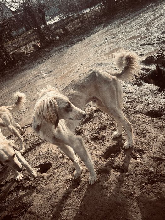 Срочно продам тазы