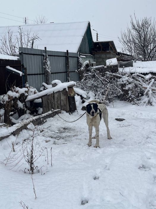 Ит сатылады Тараз