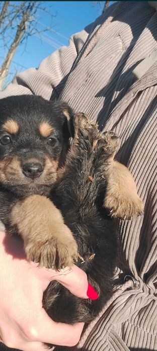 Urgent! Dau căței iubitori