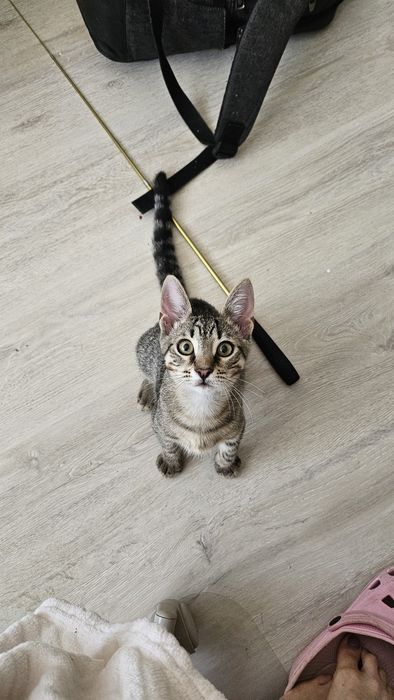 Adoptie pui pisica baietel