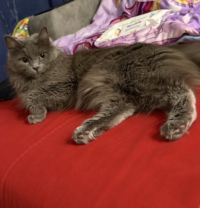 Отдам кошку в добрые руки