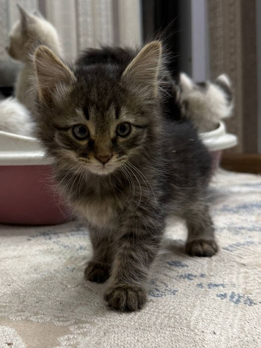 Котята в добрые руки!