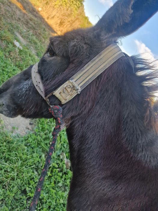 Vând magarita foarte blanda cuminte nu mușca nu da cu picoarele