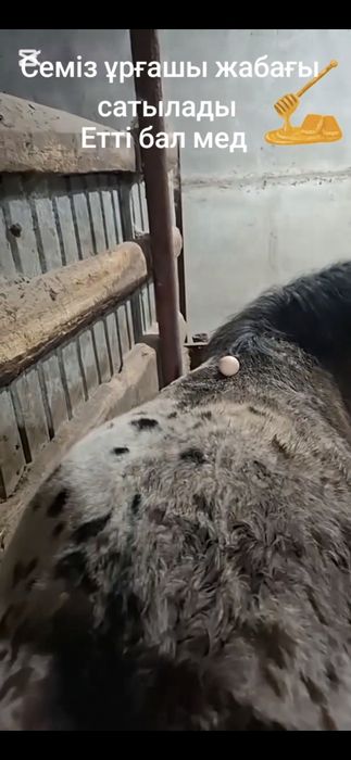 Сатамын ұрғашы жабағы