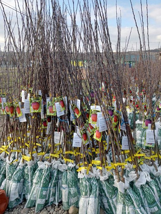 Vând Pomi Fructiferi cu radacina ambalata si neambalata