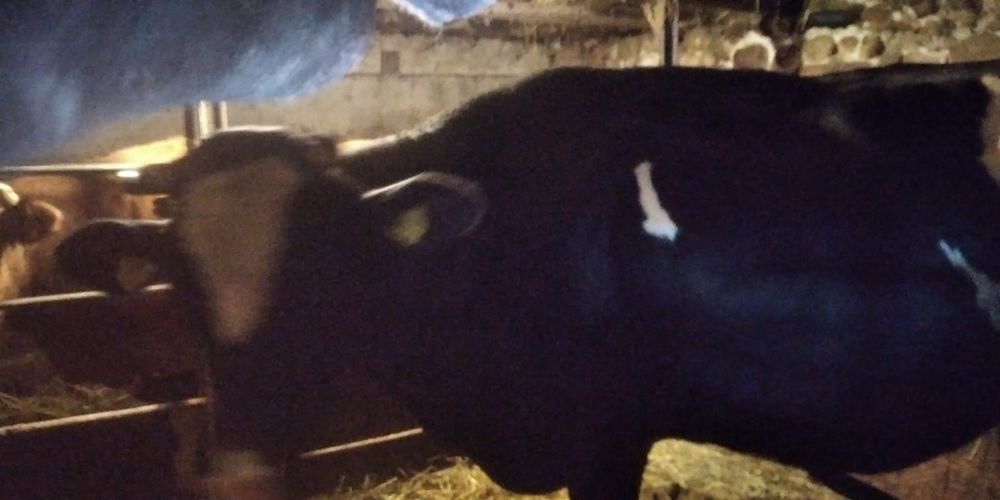 Vand vitea negru cu alb