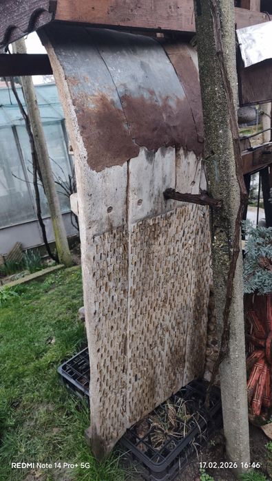 Диканя в автентичен вид