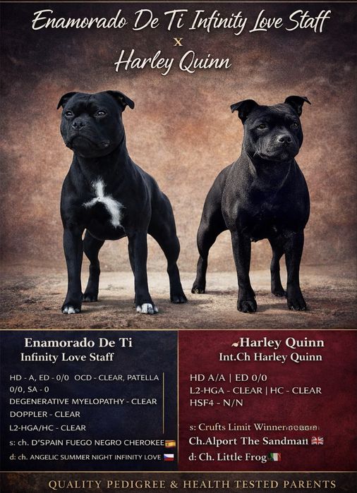 Стафордшир бул териер/ Stafordshir bull terrier