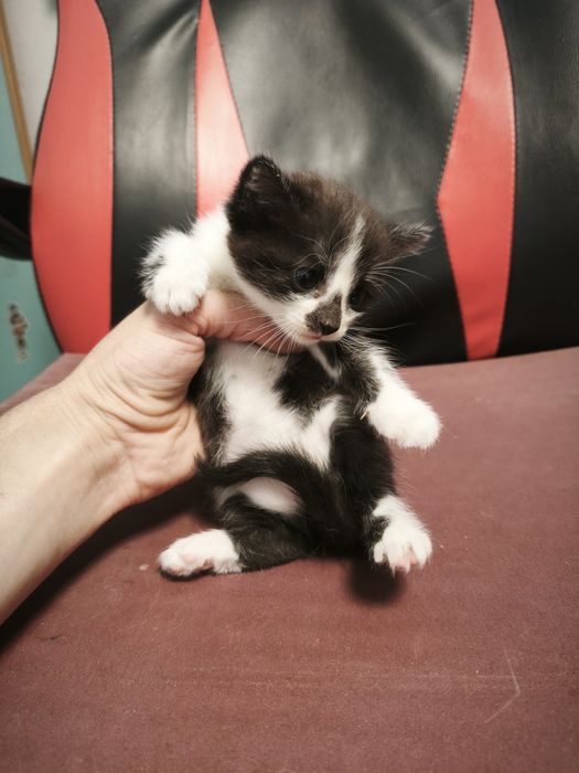 Отдам котят  !!!