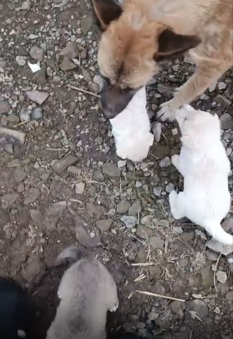 Catei de donat din malinois