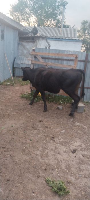 Продам бычка и телочку