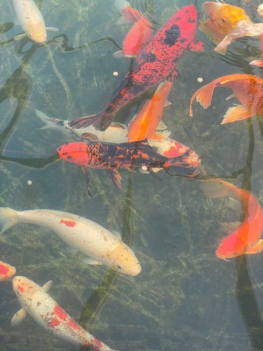 Езерни рибки кои