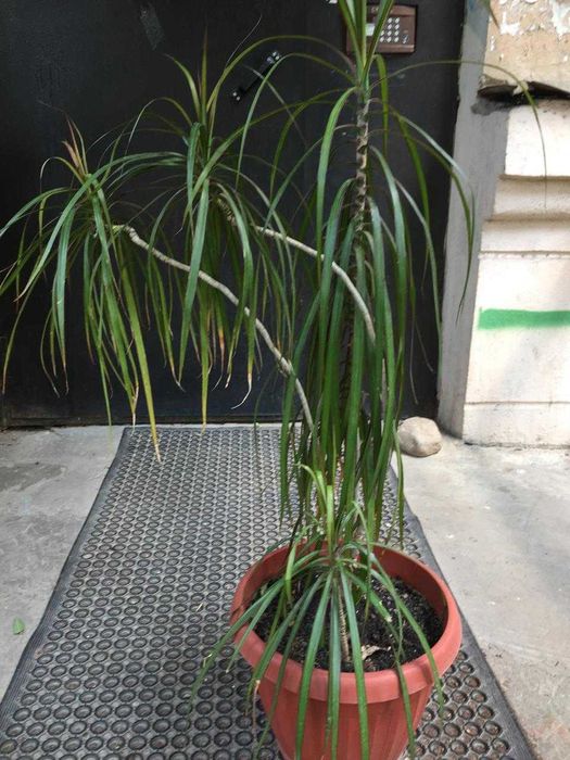 Продам драцену большую