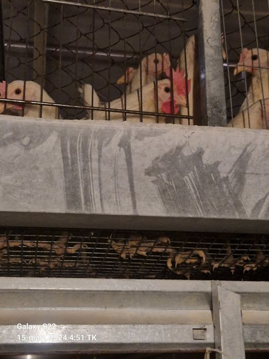 laman sendi Joja Tovula