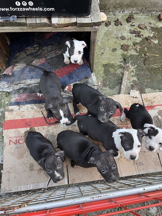 Питбули на 2 месеца